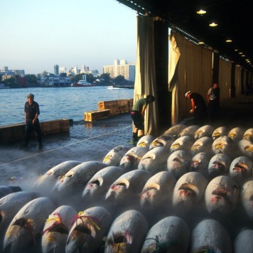 Tokyo tuna auction